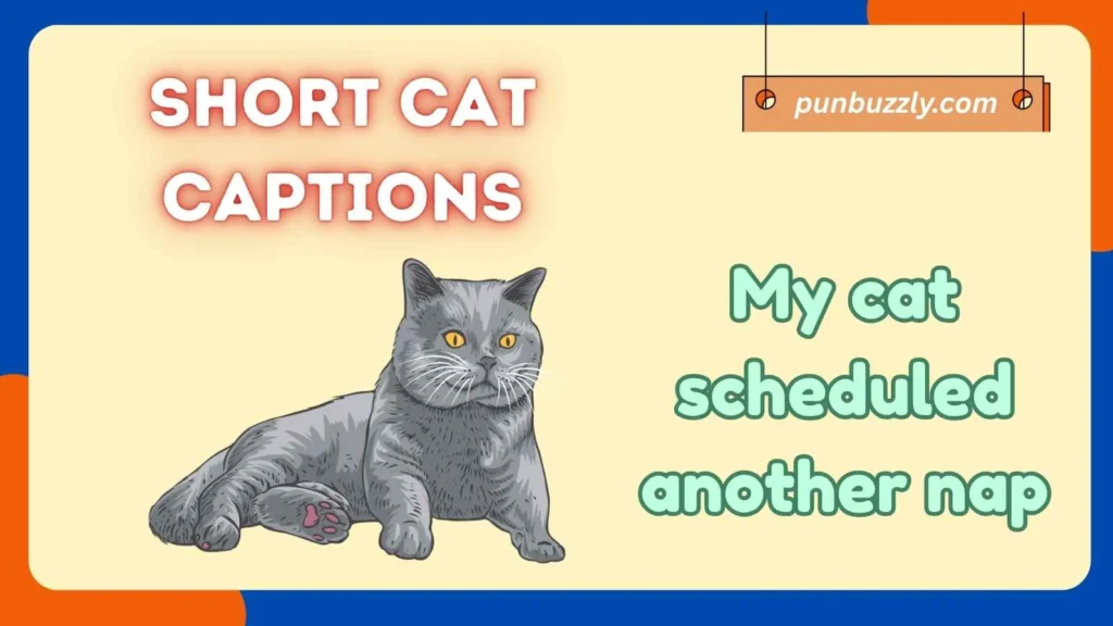 Short Cat Captions